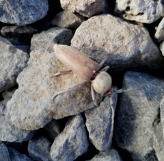 Hesperophanes sericeus