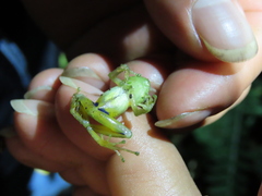 Pristimantis crucifer