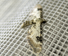 Eupithecia centaureata