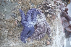 Pisaster ochraceus