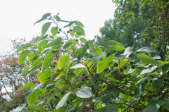 Broussonetia papyrifera