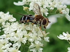 Leucozona glaucia