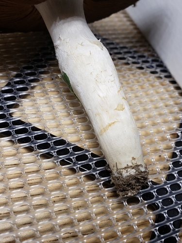 Agaricus argenteus image