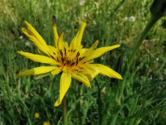 Tragopogon orientalis
