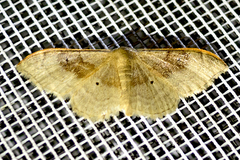 Idaea degeneraria