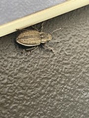 Naupactus