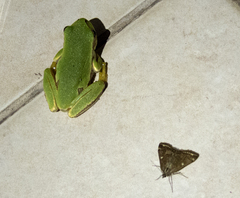 Hyla orientalis