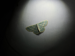 Chlorochlamys chloroleucaria