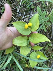 Prosartes trachycarpa