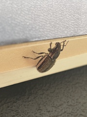 Naupactus