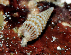 Triphora collaris