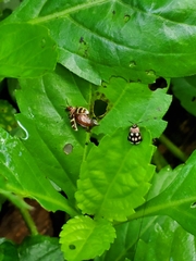 Alagoasa trifasciata