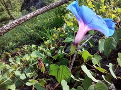 Ipomoea laeta