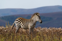 Equus quagga crawshayi