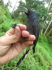 Dreptes thomensis