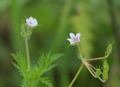 Erodium stephanianum