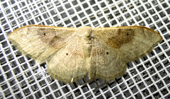 Idaea degeneraria