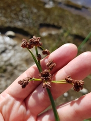 Schoenoplectus tabernaemontani