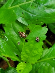 Alagoasa trifasciata