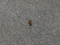 Shelfordella lateralis