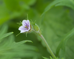 Erodium stephanianum