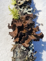 Tuckermanopsis orbata