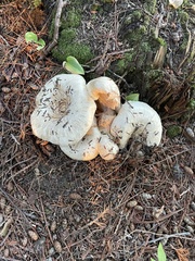 Lactarius pubescens