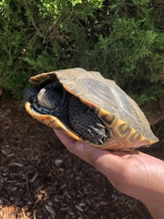 Malaclemys terrapin