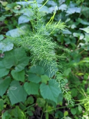 Asparagus officinalis