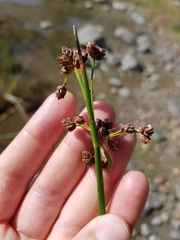 Schoenoplectus tabernaemontani