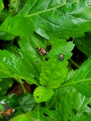 Alagoasa trifasciata