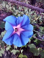 Ipomoea laeta