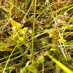 Scheuchzeria palustris
