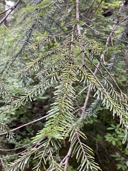 Abies amabilis