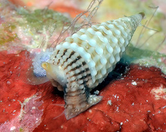 Triphora collaris