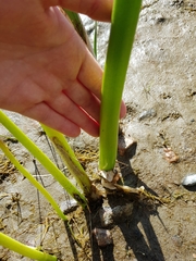 Schoenoplectus tabernaemontani