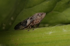 Aphrophora