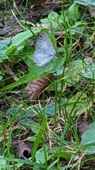 Celastrina neglecta