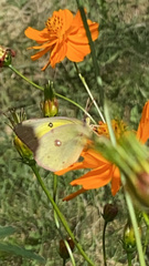 Colias philodice