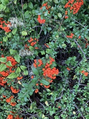 Pyracantha