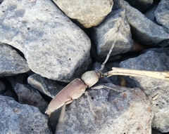 Hesperophanes sericeus