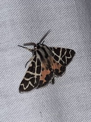 Apantesis nevadensis