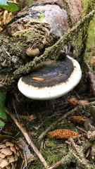 Fomitopsis ochracea