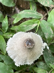 Leucocoprinus cepistipes