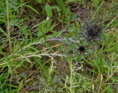 Carlina biebersteinii