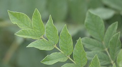 Glycyrrhiza