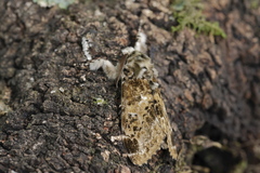 Calliteara complicata