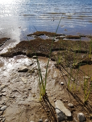 Schoenoplectus tabernaemontani