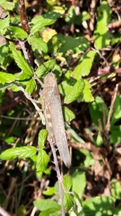 Anacridium aegyptium