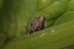 Aphrophora